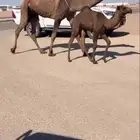 خلفه بكر صفرا تحتها بكره هديه