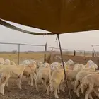 رخال حري مقفلة شحم 40 راس للبيع