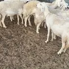 غنم حرية دفيع