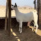 جفرة