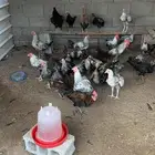ديوك بلدي