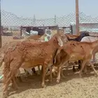 خرفان سواكن مرابي كفو جدا كرشه بيضاء شرط