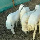 ذبايح خرفان