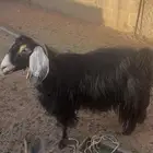 العنز سدس البيع