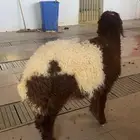 خرفان