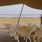 طليان حري ذبايح 43 راس للبيع