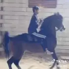 حصان مكس جمال