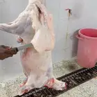 ذبايح مناسبات وثلاجه حريه وقعدان بلدي مشروطه