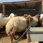 خرفان نعيم اعمار 7 شهور