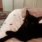 قطط