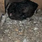 للبيع دجاج بلدي