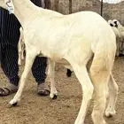 سواكن - سواكني ابيض