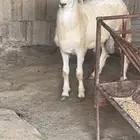 خروف مشروع فحل( تم البيع )