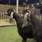 عنزين عوارض صنف