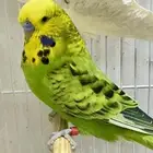 جوز بادجي انجليزي انتاج محلي منتج