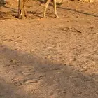 ياشاري الحمرا الكفو اللقحه باقي لها شهرين