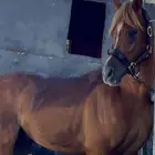 حصان واهو للبيع