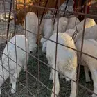 طليان فروع فاخره