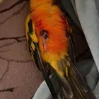 ببغاء صن كنيور