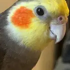 طير كروان للبيع