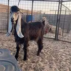 تيس عارضي صنف العمر 7 شهور