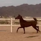 حصان شعبي