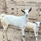 عنز بيشيه للبيع