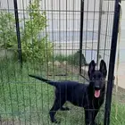 كلاب مالينو