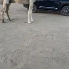 عشرا ثنو كفووو