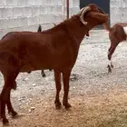 فحل ادهم