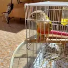 كنيور اناناس
