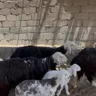 ضان نجد
