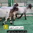 مشاريع فحول نعيم صنف
