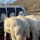 طلبان حري نظيفه وطيبه