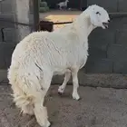 طلي فحل جذع كفو ومشروط تم البيع