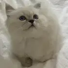 كتن للبيع