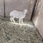 خروف اصفر بلدي