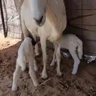 متوم بخروف ورخل