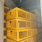 اقفاص دجاج حي