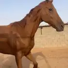 فرس مشروكة للبيع الحد 2500
