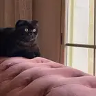 قطه سكوتش للتبني