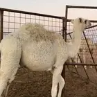 بكره عمر 7 شهور على برسيم