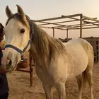 حصان