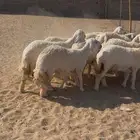 العدد 12 رخل من 9 شهور وفوق