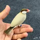 جاوا كريمي صافي أليف مغرد .. مستوى توب