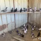 عشة حمام بلدي وباكستاني وقطايف