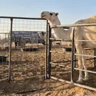 قعدان للبيع