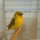 كناري جولستر