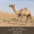 للبيع ولد غرنوق الحكومي