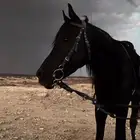 مربط وإسطبل فخر الجنوب